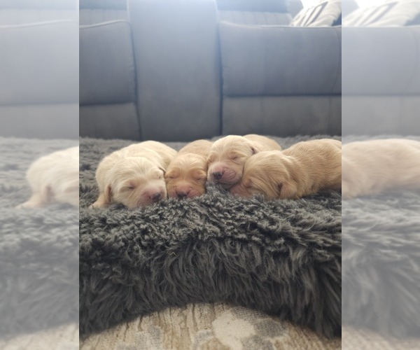 Medium Photo #8 Golden Retriever Puppy For Sale in ELVERTA, CA, USA