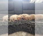 Small #7 Golden Retriever
