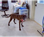Small #9 German Shorthaired Pointer-Treeing Walker Coonhound Mix