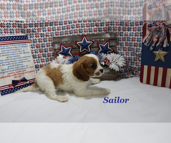 Medium Photo #13 Cavalier King Charles Spaniel Puppy For Sale in CHANUTE, KS, USA