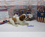 Small #12 Cavalier King Charles Spaniel