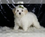 Small Photo #79 Maltipoo (Miniature) Puppy For Sale in WARSAW, IN, USA