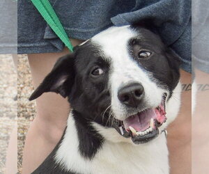Border Collie-Unknown Mix Dogs for adoption in Huntley, IL, USA