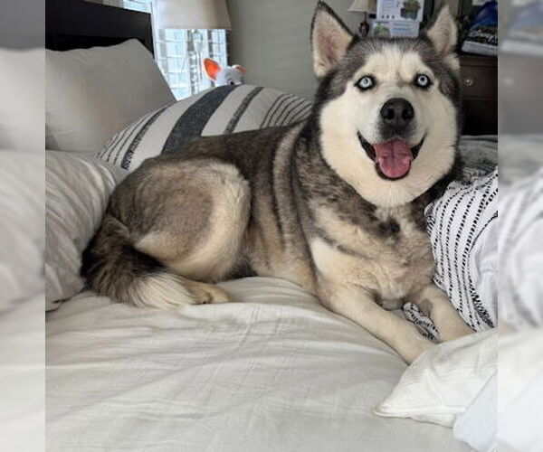 Medium Photo #4 Siberian Husky Puppy For Sale in Omaha, NE, USA