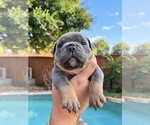 Puppy 7 Olde English Bulldogge