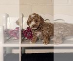 Small #4 Poodle (Miniature)