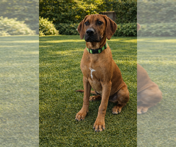 Medium Photo #1 Rhodesian Ridgeback Puppy For Sale in HIGHLANDS, TX, USA