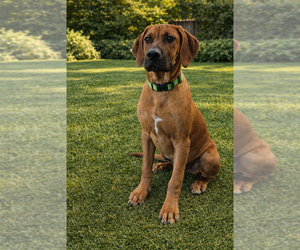 Medium Rhodesian Ridgeback