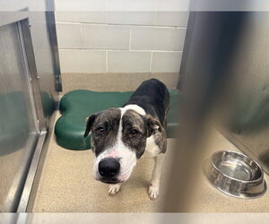American Pit Bull Terrier-Unknown Mix Dogs for adoption in Grand Prairie, TX, USA