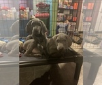 Small Photo #7 Weimaraner Puppy For Sale in MILLERSBURG, OH, USA