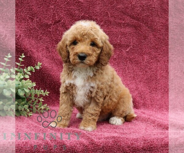 Medium Photo #3 Goldendoodle (Miniature) Puppy For Sale in EPHRATA, PA, USA