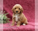 Small #2 Goldendoodle (Miniature)