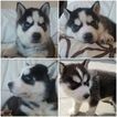 Small Photo #1 Siberian Husky Puppy For Sale in LOS ANGELES, CA, USA