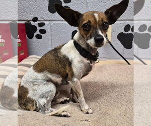 Chihuahua Dogs for adoption in Amarillo, TX, USA