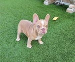 Small #16 French Bulldog