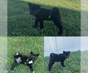 Akita Puppy for sale in WINTER HAVEN, FL, USA