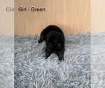 Small #6 German Shepherd Dog