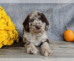 Small #1 Miniature Labradoodle