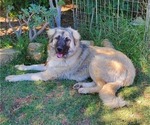 Small Photo #9 Anatolian Shepherd-Great Pyrenees Mix Puppy For Sale in AGOURA HILLS, CA, USA