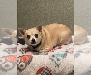 Chihuahua Dogs for adoption in Lee's Summit, MO, USA