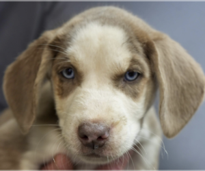 Labrador Retriever-Unknown Mix Dogs for adoption in Brooklyn, NY, USA