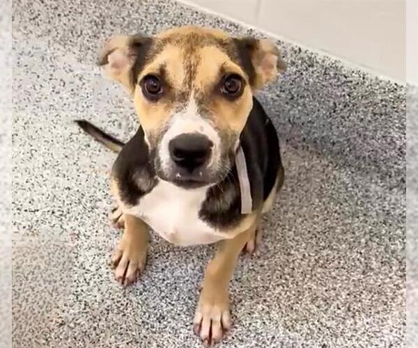 Medium Photo #2 Beagle-Unknown Mix Puppy For Sale in Houston, TX, USA