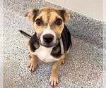 Small #1 Beagle Mix