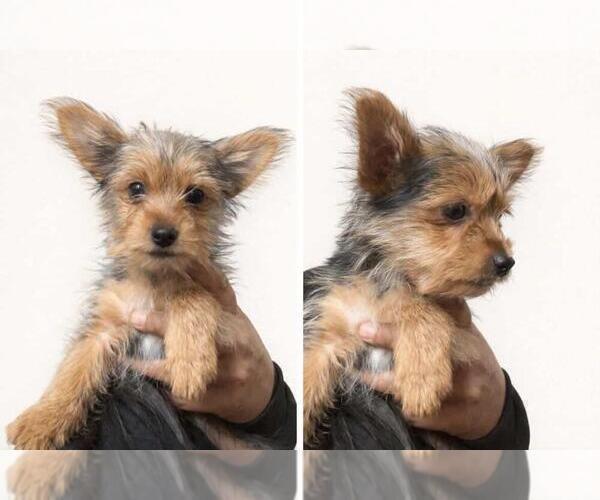 Medium Photo #1 Yorkshire Terrier Puppy For Sale in CLEVELAND, OH, USA