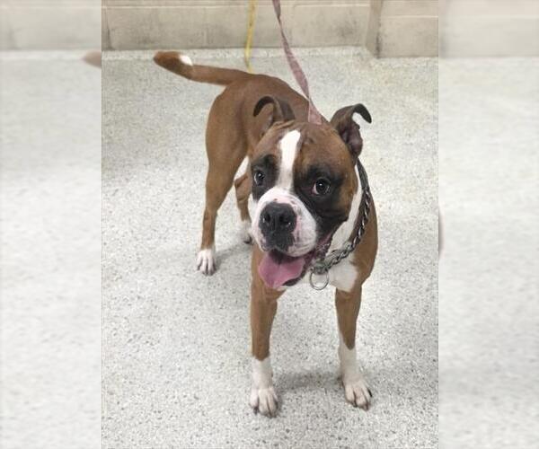 Medium Photo #1 Boxer-Unknown Mix Puppy For Sale in Conroe, TX, USA