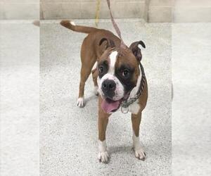 Boxer-Unknown Mix Dogs for adoption in Conroe, TX, USA