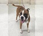 Small Boxer Mix