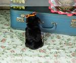 Small #3 Yorkshire Terrier