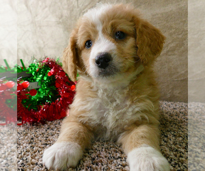 Bernedoodle (Miniature) Puppy for sale in ROY, UT, USA