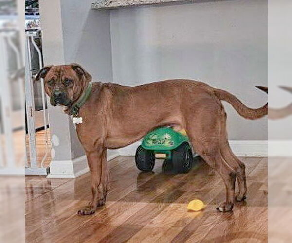 Medium Photo #8 Unknown-Vizsla Mix Puppy For Sale in Huntley, IL, USA