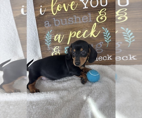 Medium Photo #3 Dachshund Puppy For Sale in GREENFIELD, IN, USA