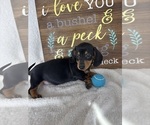 Dalton - Male Dachshund Puppy for Sale - Photo #3