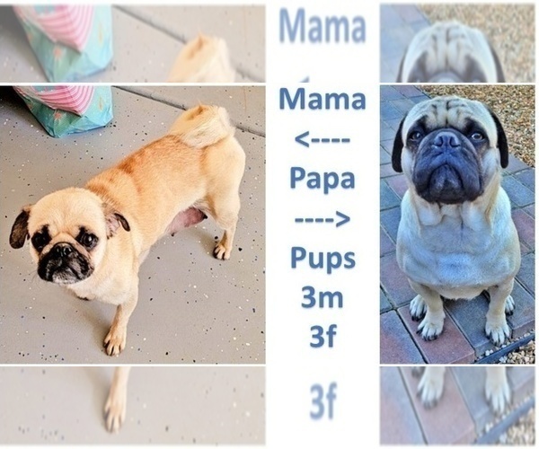Medium Photo #6 Pug Puppy For Sale in DESERT HOT SPRINGS, CA, USA
