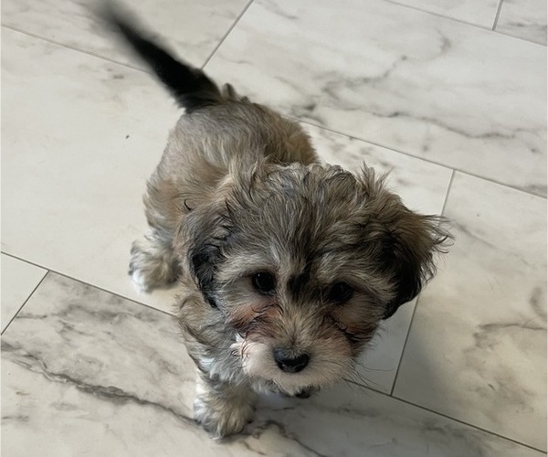Medium Photo #16 Maltipoo Puppy For Sale in PALMDALE, CA, USA