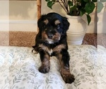 Puppy Draco Aussiedoodle Miniature -Miniature Bernedoodle Mix