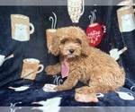 Small #8 Cavapoo