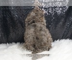 Small #10 Poodle (Toy)