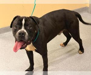 Medium Boxer Mix
