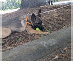 Small #1 German Shepherd Dog Mix