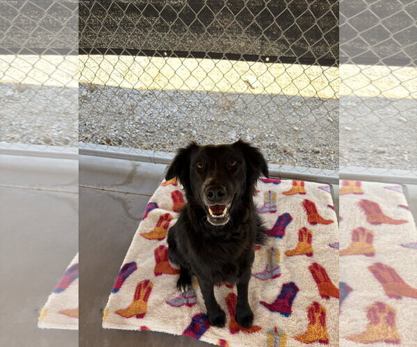 Medium Photo #1 Mutt Puppy For Sale in Emmett, ID, USA