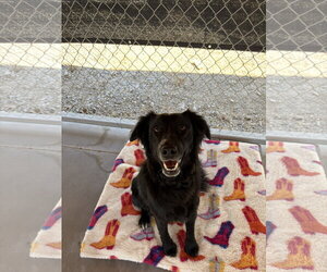 Mutt Dogs for adoption in Emmett, ID, USA