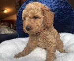 Small Photo #18 Goldendoodle (Miniature) Puppy For Sale in SAN FERNANDO, CA, USA