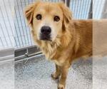 Small #1 Golden Retriever