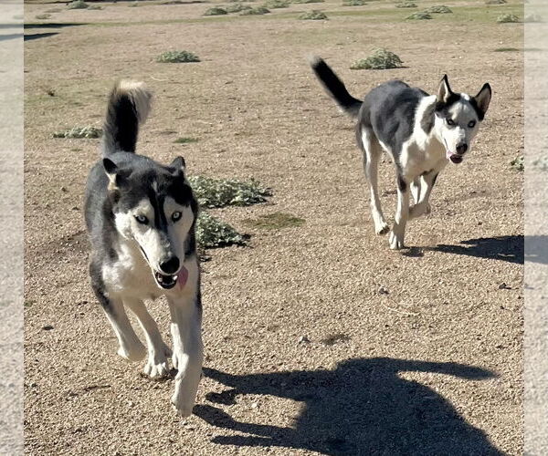 Medium Photo #2 Siberian Husky Puppy For Sale in Lancaster, CA, USA