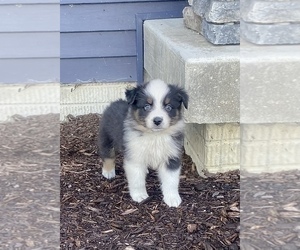 Australian Shepherd Puppy for sale in LODA, IL, USA