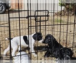 Small Photo #17 German Shorthaired Pointer Puppy For Sale in MCKINNEY, TX, USA